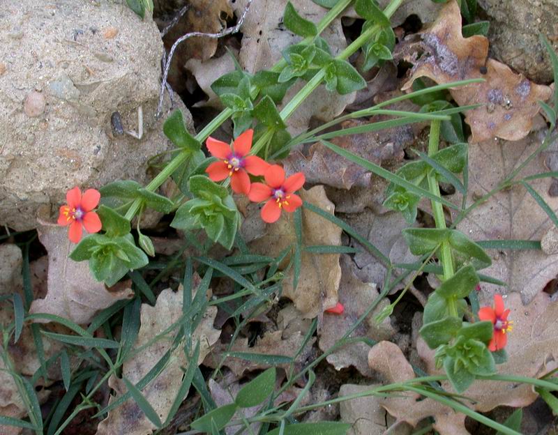 Lysimachia arvensis / Mordigallina